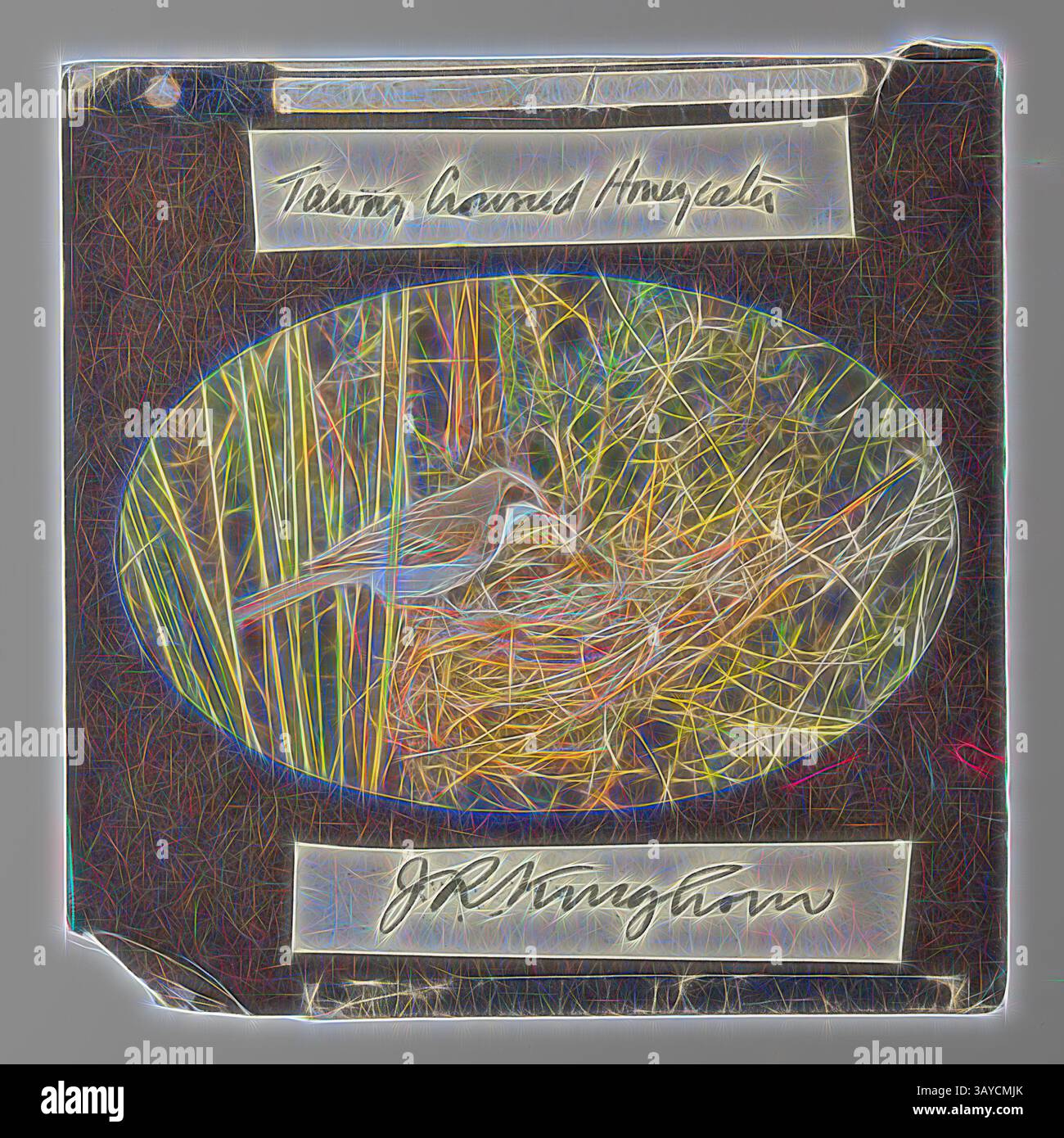 Una vibrante illustrazione di un Honeyeater coronato da Tawny arroccato vicino al suo nido, circondato da erba e fogliame, con testo stilizzato che etichettava l'uccello e il nome dell'artista. Lantern Slide - 'Tawny Corned Honeyeater', 1920-1940, lanterna colorata raffigurante un palude a forma di corona nel suo nido. Immagine di J. R. Kinghorn, (1891-1983), zoologo, curatore del museo e emittente televisiva. Kinghorn è stato impiegato presso l'Australian Museum di Sydney tra il 1907 e il 1956. Arte classica con un tocco moderno reinventata da Artotop Foto Stock