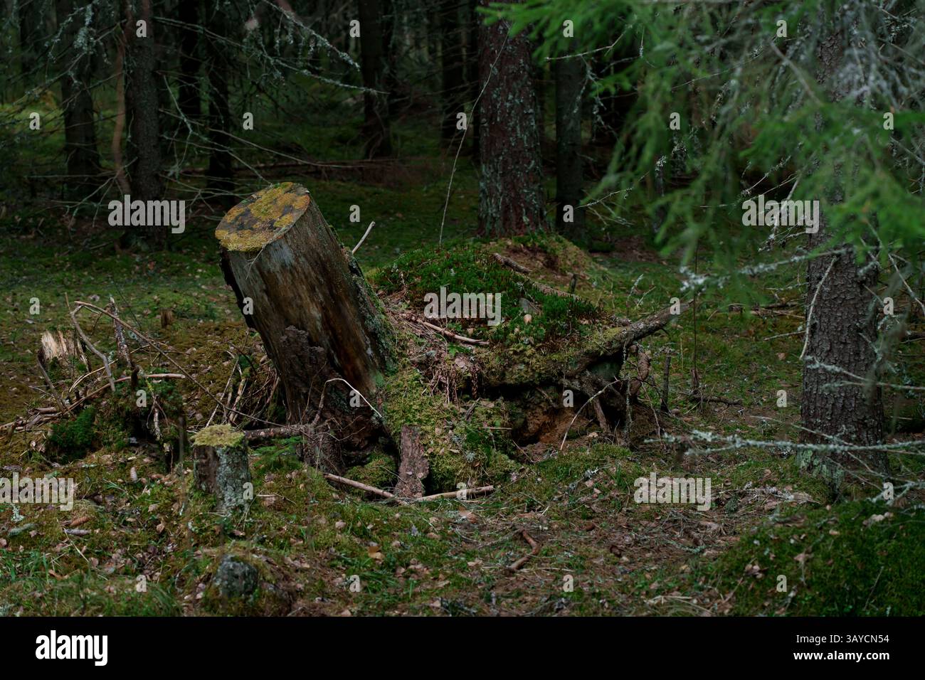Un tronco di albero ricoperto somiglia a una tartaruga gigante in un'antica foresta mistica nordica. Foto Stock