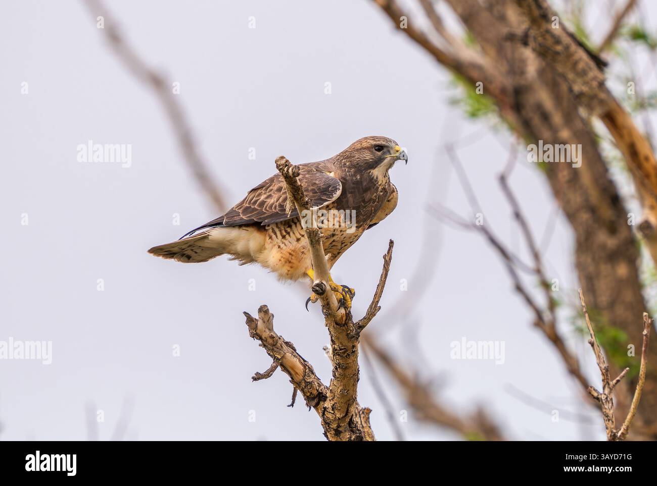 Profilo laterale ravvicinato di un Falco di Swainson con grandi taloni e piumaggio completo appollaiato su un arto d'albero in Colorado. Foto Stock