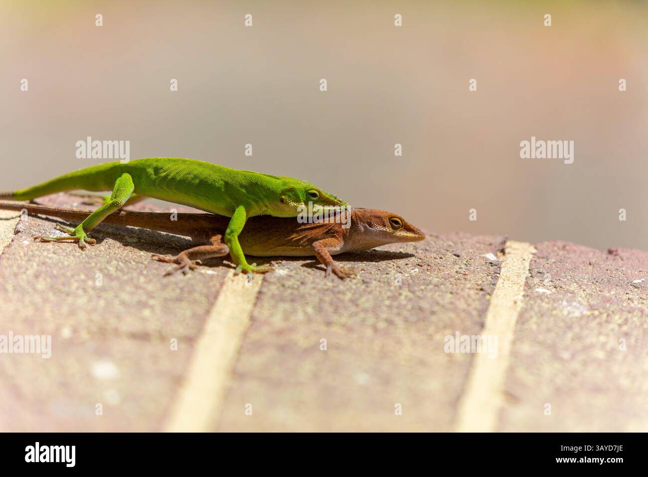 Anolo verde (Anolis carolinensis) durante l'accoppiamento, conosciuto come Carolina anole, Carolina anolo verde, ecc.. Stati Uniti e a volte indicati come A Foto Stock