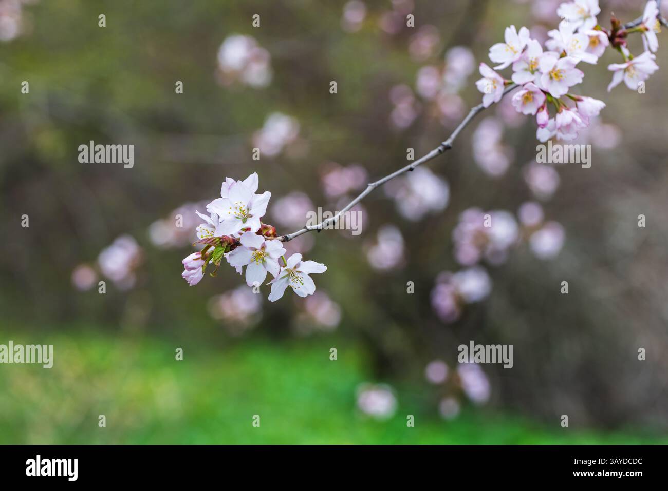 Delicati fiori di ciliegio che fioriscono su un ramo con uno sfondo naturale sfocato, che mette in risalto la bellezza primaverile. Una splendida scena naturale che simboleggia il rinnovamento Foto Stock