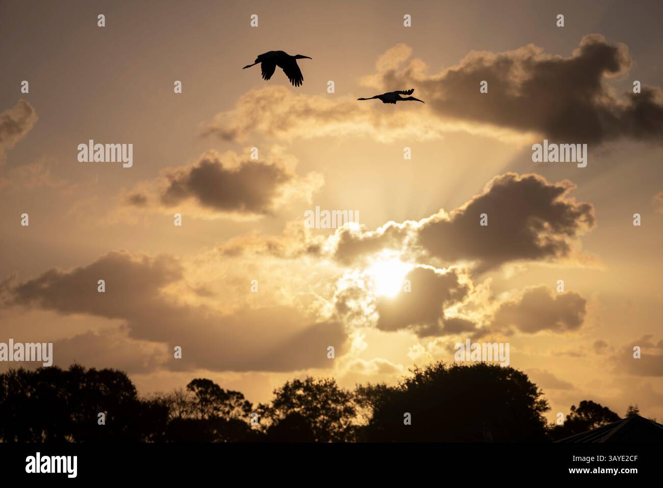 La cicogna di legno (Mycteria americana) vola contro le nuvole all'alba, Wakodahatchee Wetlands, Delray Beach, Florida, Stati Uniti Foto Stock