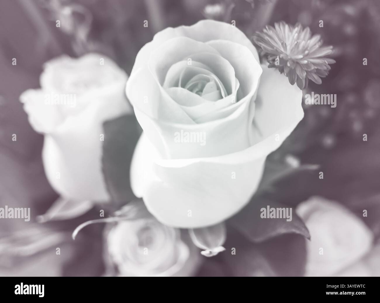 Primo piano di una rosa bianca in miniatura, monocromatica. Foto Stock