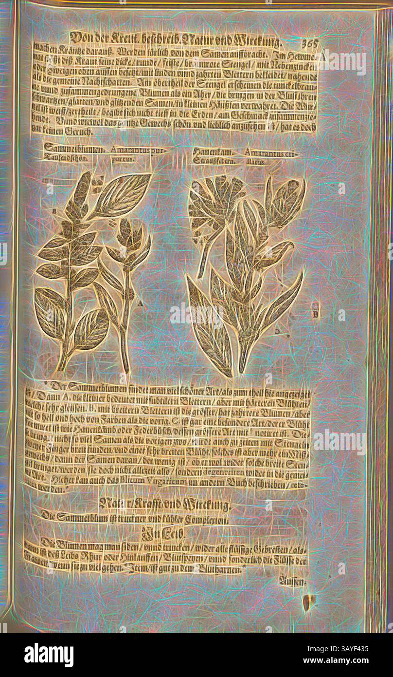 Una pagina illustrata presenta dettagliati schizzi botanici di varie piante accompagnate da descrizioni testuali e note sulle loro caratteristiche e usi. La scrittura sembra provenire da un vecchio manoscritto scientifico o a base di erbe., Amarantus purpureus et Amarantus cirstatus, Sammetblumen, Tausendschön e Hanenkam, piume di struzzo, Fol. 365r, 1590, Pietro Andrea Mattioli, Joachim Camerarius: Kreuterbuch desz hochgelehrten unnd weitberühmten Herrn D. Petri Andreae Matthioli. Franckfort am Mayn: [Feyrabendt], 1590, arte classica con un tocco moderno reinventata da Artotop Foto Stock