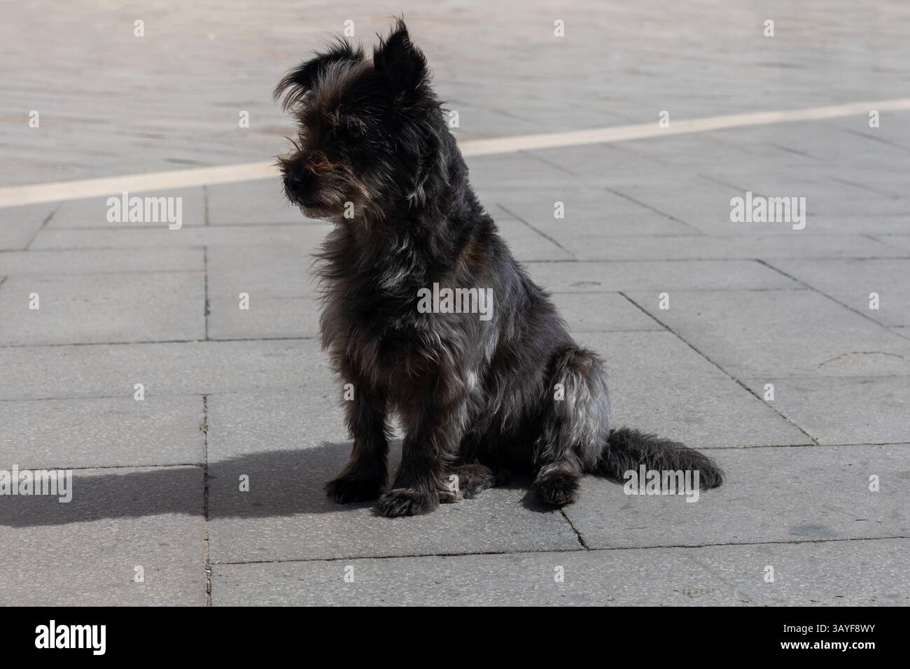 Piccolo cane Shaggy Black seduto sul pavimento Foto Stock