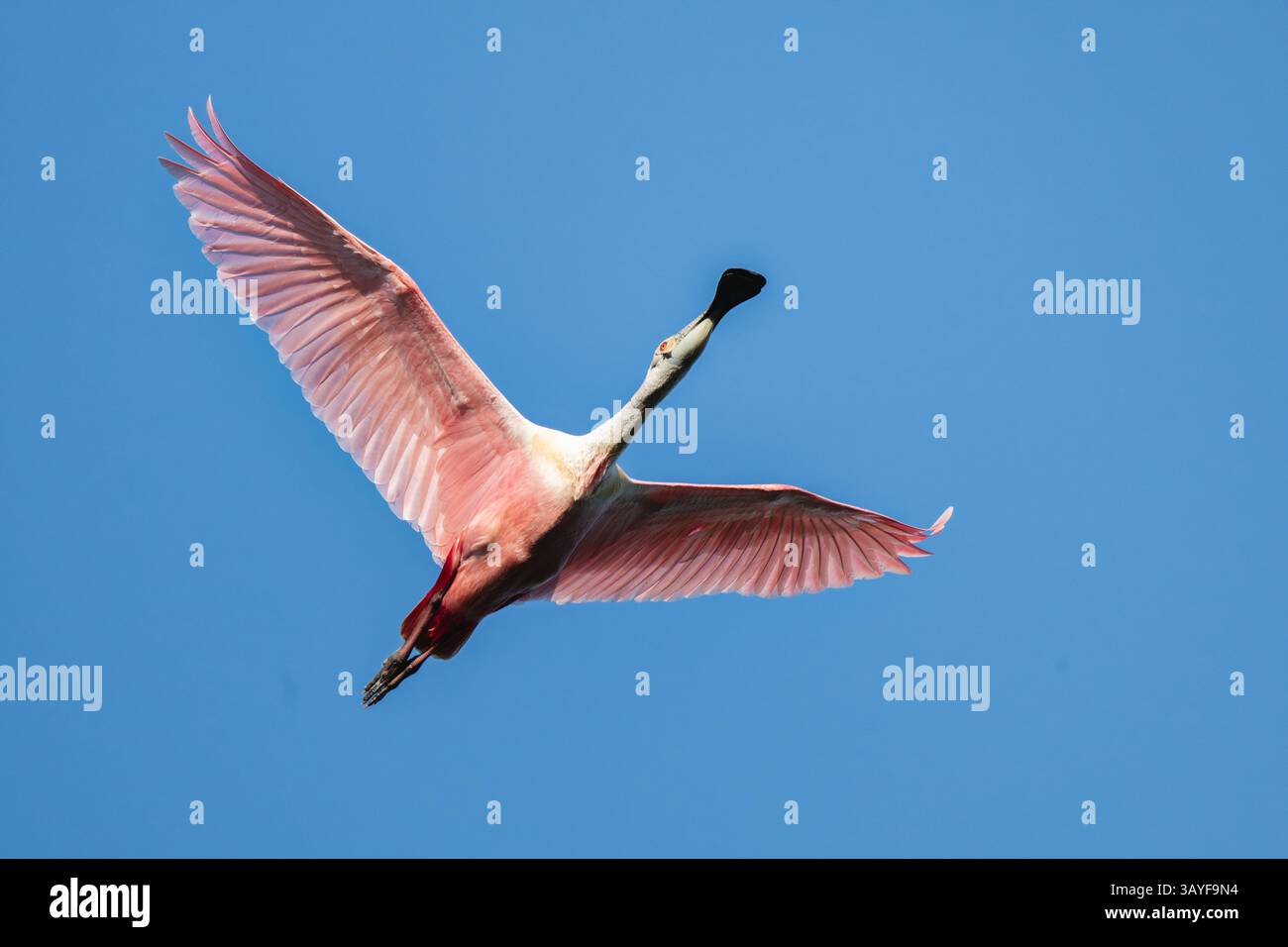 Un Roseate Spoonbill vola con grazia attraverso un cielo blu profondo sopra Rip's Rookery in Louisiana, con le sue ali rosa che brillano alla luce del tardo pomeriggio. Foto Stock