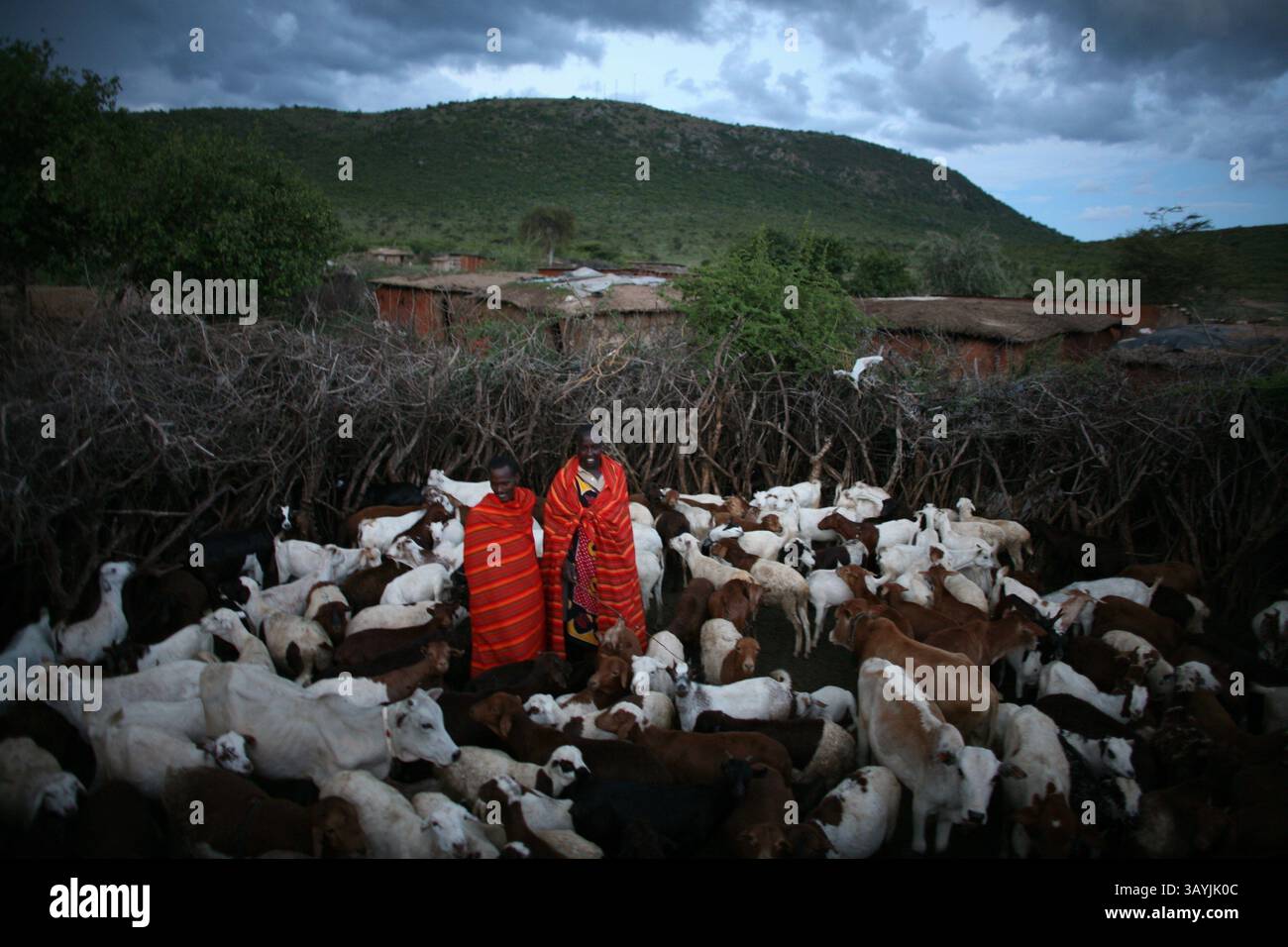 Villaggio di Ngoiroro nel mezzo del Parco Nazionale di massa Mara, Kenya. Tribù Masai. Barnoti Yenko (12). I Massai vivono molto vicini alla natura e ai loro animali. Le mucche e le capre sono più importanti dei soldi per il massai. Ogni famiglia possiede circa 50 mucche e 50 capre. La dieta principale degli abitanti del villaggio è carne e latte. Le mucche sono al sicuro all'interno del villaggio perché usano grandi rami di alberi con grandi spine per tenere le mucche all'interno. (Immagine di credito: © Ton Koene/ZUMA Press) Foto Stock