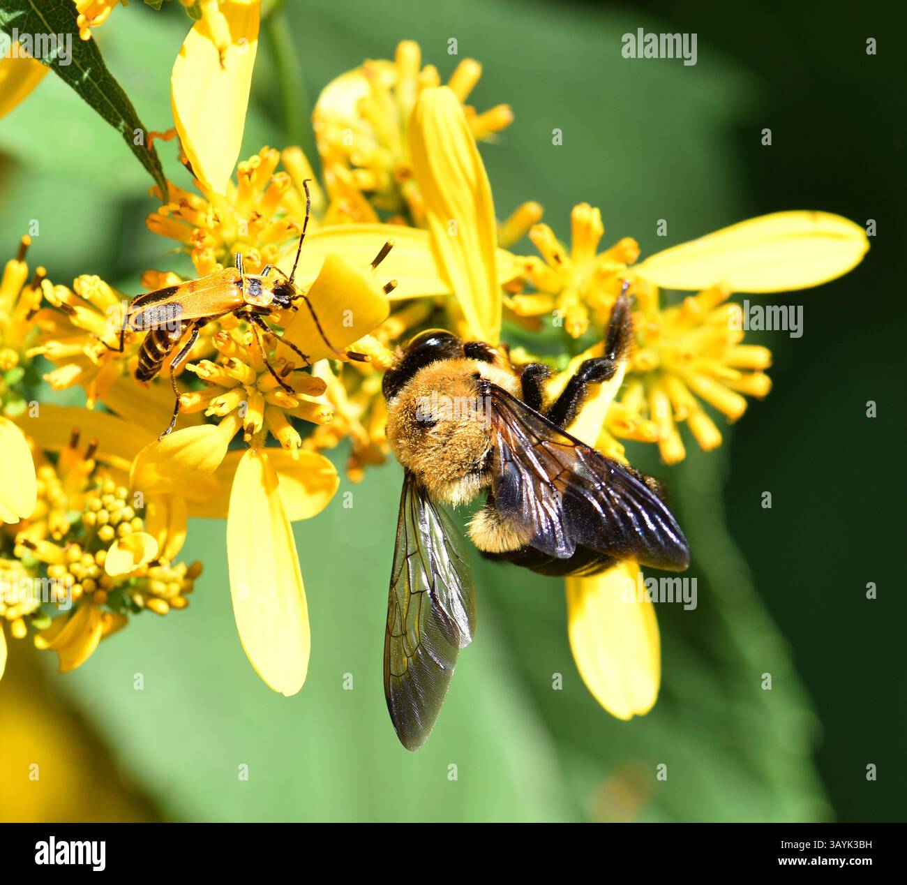 Ci sono più di 250 specie di bombi al mondo caratterizzate da torace giallo ricoperto di peli. L'addome è coperto in modo simile in b alternato Foto Stock