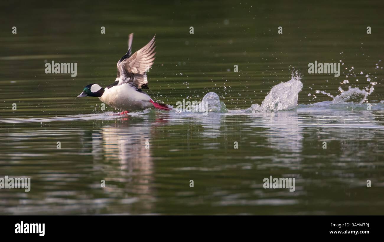 Testa di bufalo maschile (Bucephala albeola) che parte con spruzzi d'acqua su un fiume calmo alla luce del mattino presto. Foto Stock