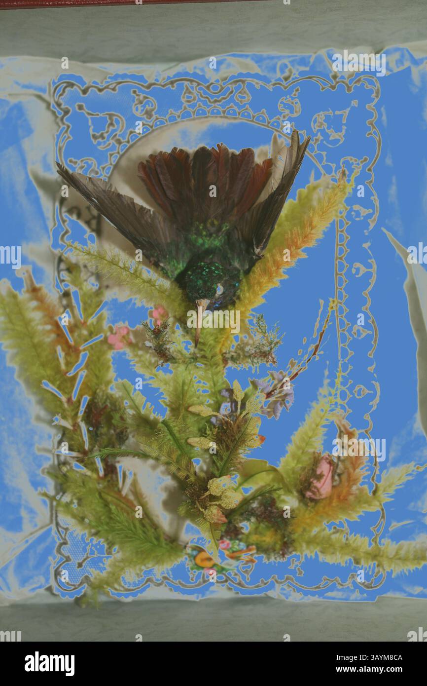 Una composizione vibrante caratterizzata da un uccello colorato arroccato con grazia tra delicati fogliami e intricati elementi floreali, il tutto su uno sfondo blu impressionante. Hummingbird Valentine, 1845/1869, forse Jonathan King, britannico, attivo 1845-1869, Inghilterra, fiori di stoffa e piume e colibrì con dispositivo litografico a colori pressofuso e bordi stampati in pizzo perforato su cuscino in raso bianco, alloggiati in scatola rossa, 80 x 60 x 40 mm (colibrì), 175 x 112 x 25 mm (cuscino), 195 x 195 x 65 mm (bo x) Arte classica con un tocco moderno reinventata da Artotop Foto Stock