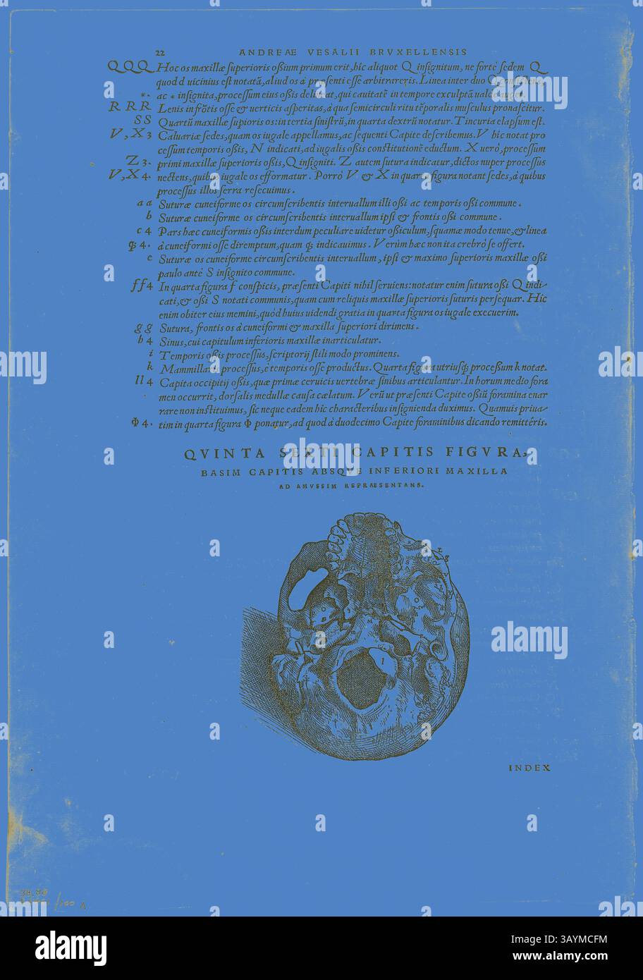 Un'illustrazione che presenta un diagramma anatomico dettagliato del cranio umano accompagnato da un testo descrittivo sulla struttura e sulle caratteristiche dell'anatomia, presentato in un layout intricato. Il design include sezioni etichettate e riferimenti numerici, contribuendo a una comprensione completa del soggetto. Foglia di De humani corporis fabrica (teschio), lastra 100 da xilografie di libri del XVI secolo, 1543, assemblata nel portafoglio 1937, attribuita a Jan Stephan van Calcar (olandese, 1499-1546/50), assemblata da Max Geisberg (svizzero, 1875-1943), Paesi Bassi, Woodcut su carta, 111 x Foto Stock