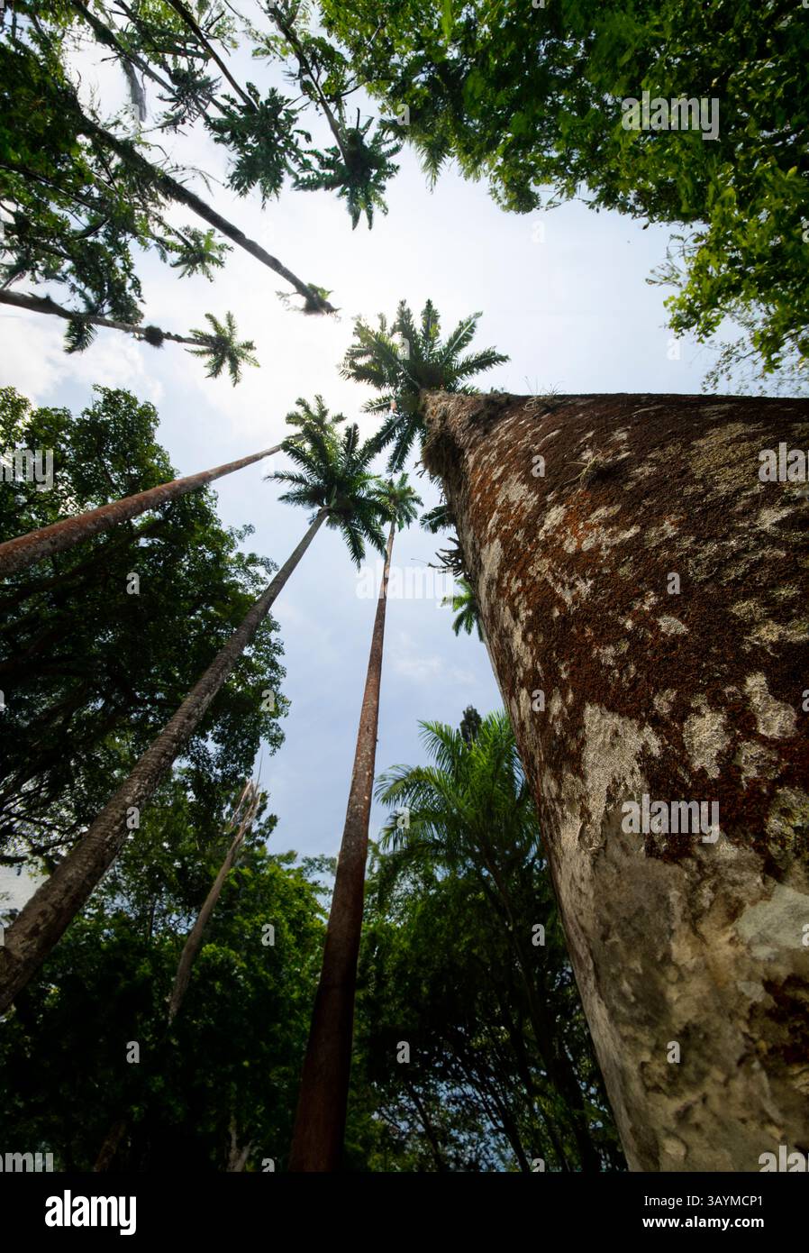 alte palme e tronchi d'albero incorniciano un cielo luminoso. Foto Stock