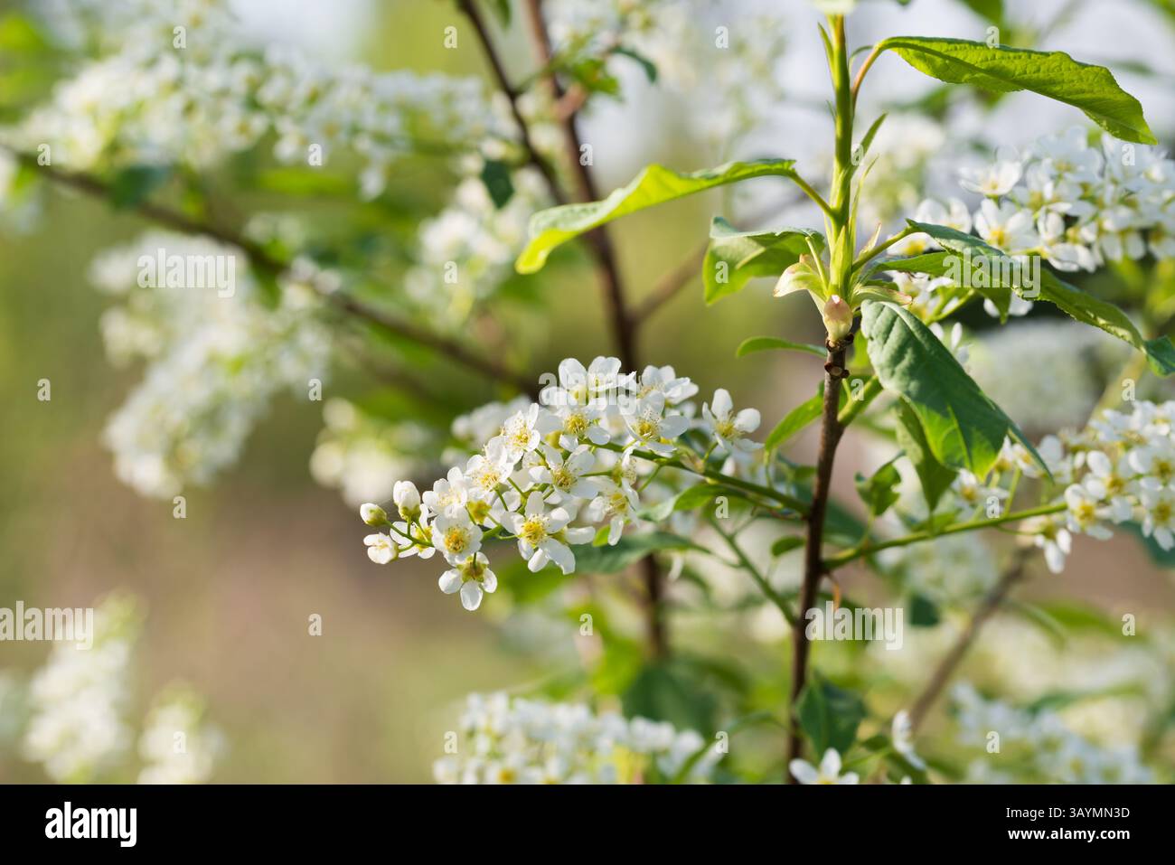 Ciliegio di uccelli, Prunus padus fiori primaverili bianchi primo piano fuoco selettivo Foto Stock