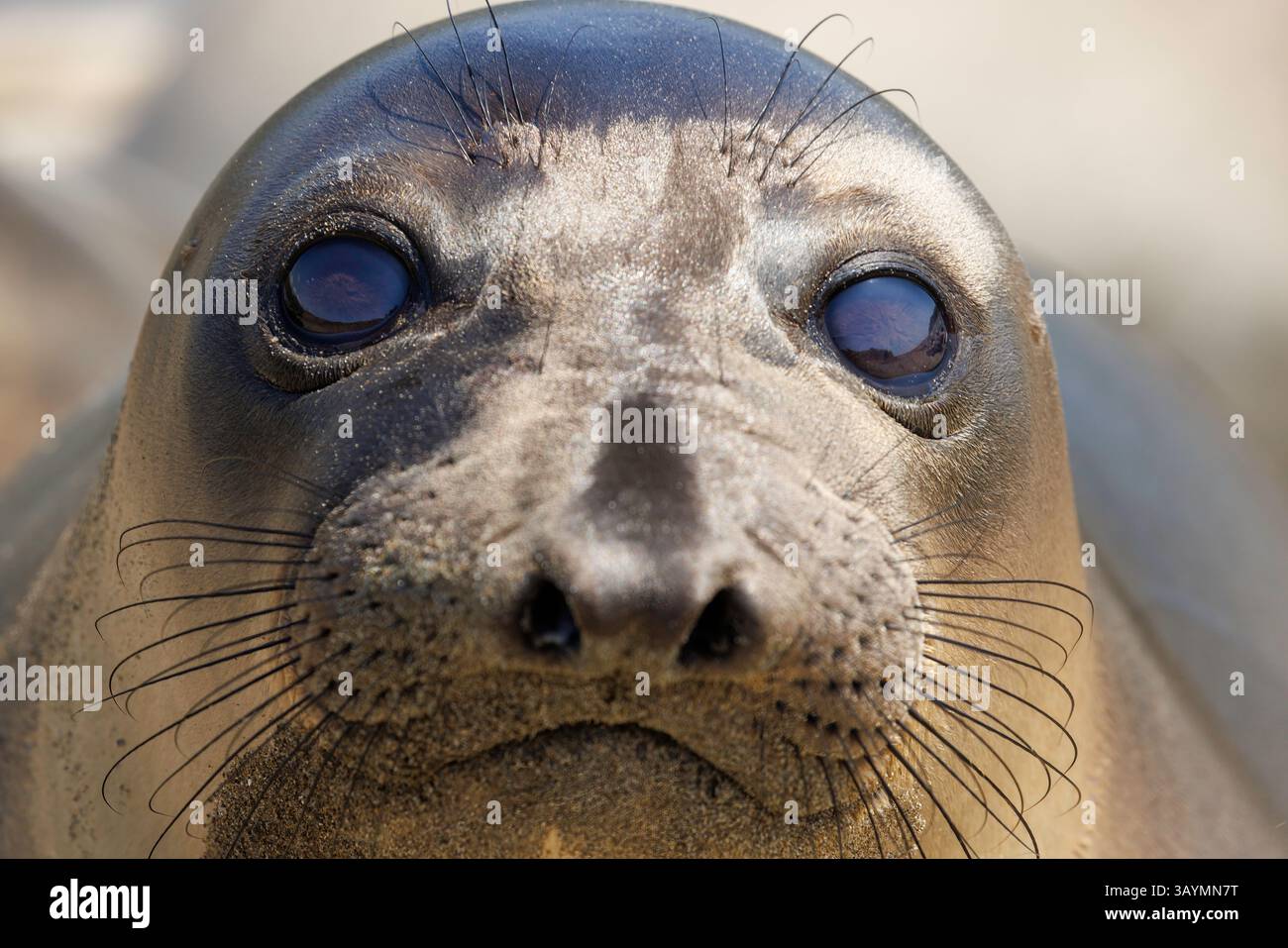 Un primo piano del volto di un giovane cucciolo svezzato di foca elefante del Nord, Mirounga angustirostris, trasportato ad Arroyo Laguna Beach e Oak Knoll Creek, Foto Stock