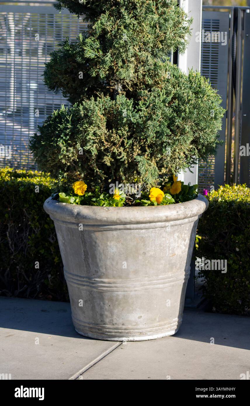 pianta decorativa in vaso per la casa Foto Stock