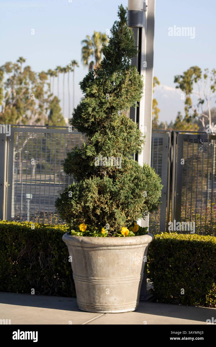 pianta decorativa in vaso per la casa Foto Stock