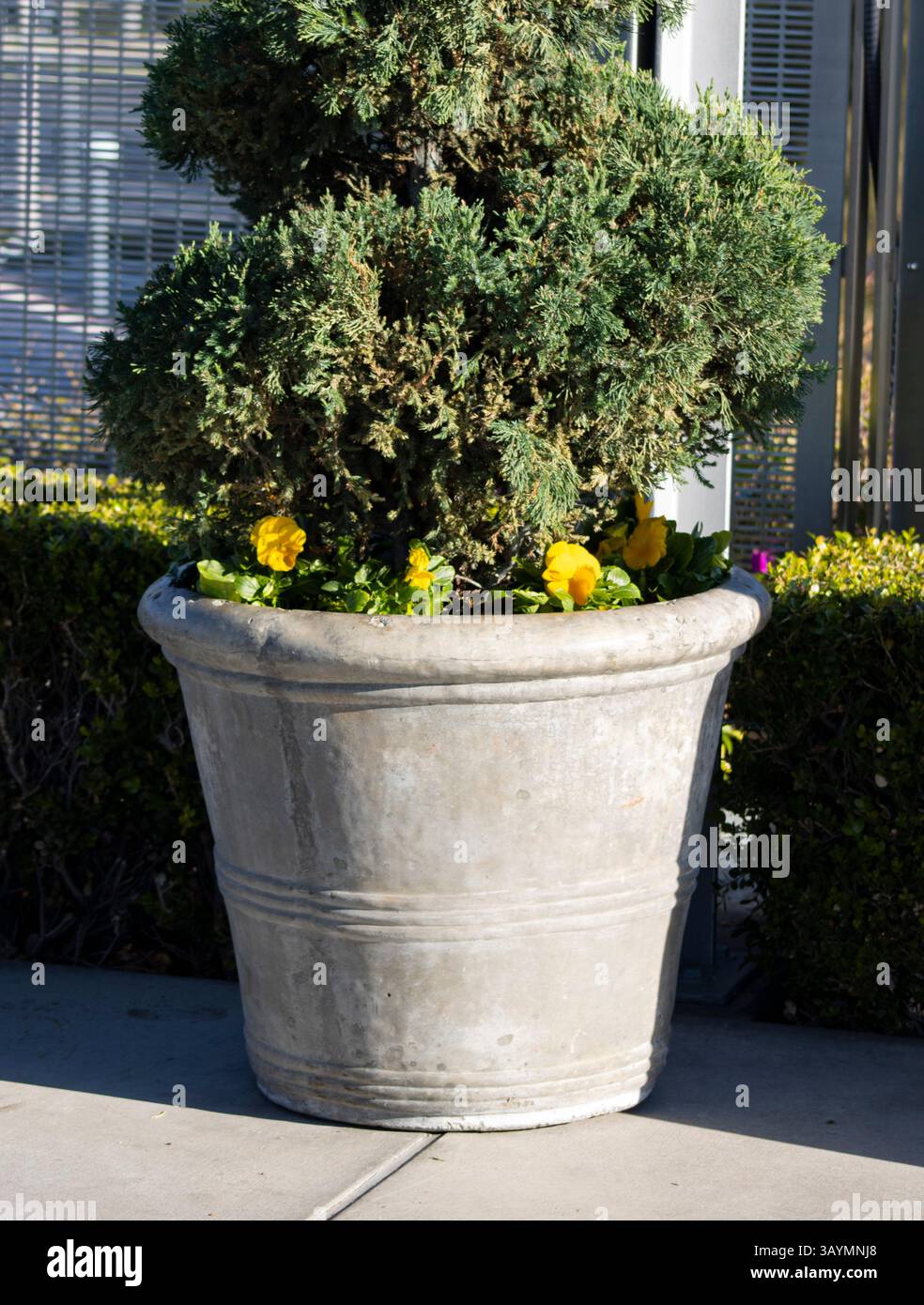 pianta decorativa in vaso per la casa Foto Stock