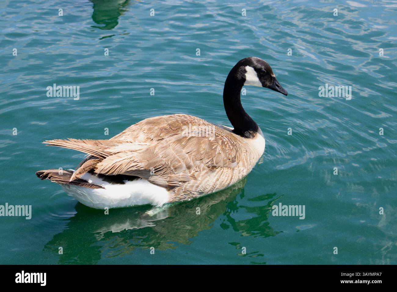 uccelli acquatici anatre e oche galleggiano sul lago Foto Stock