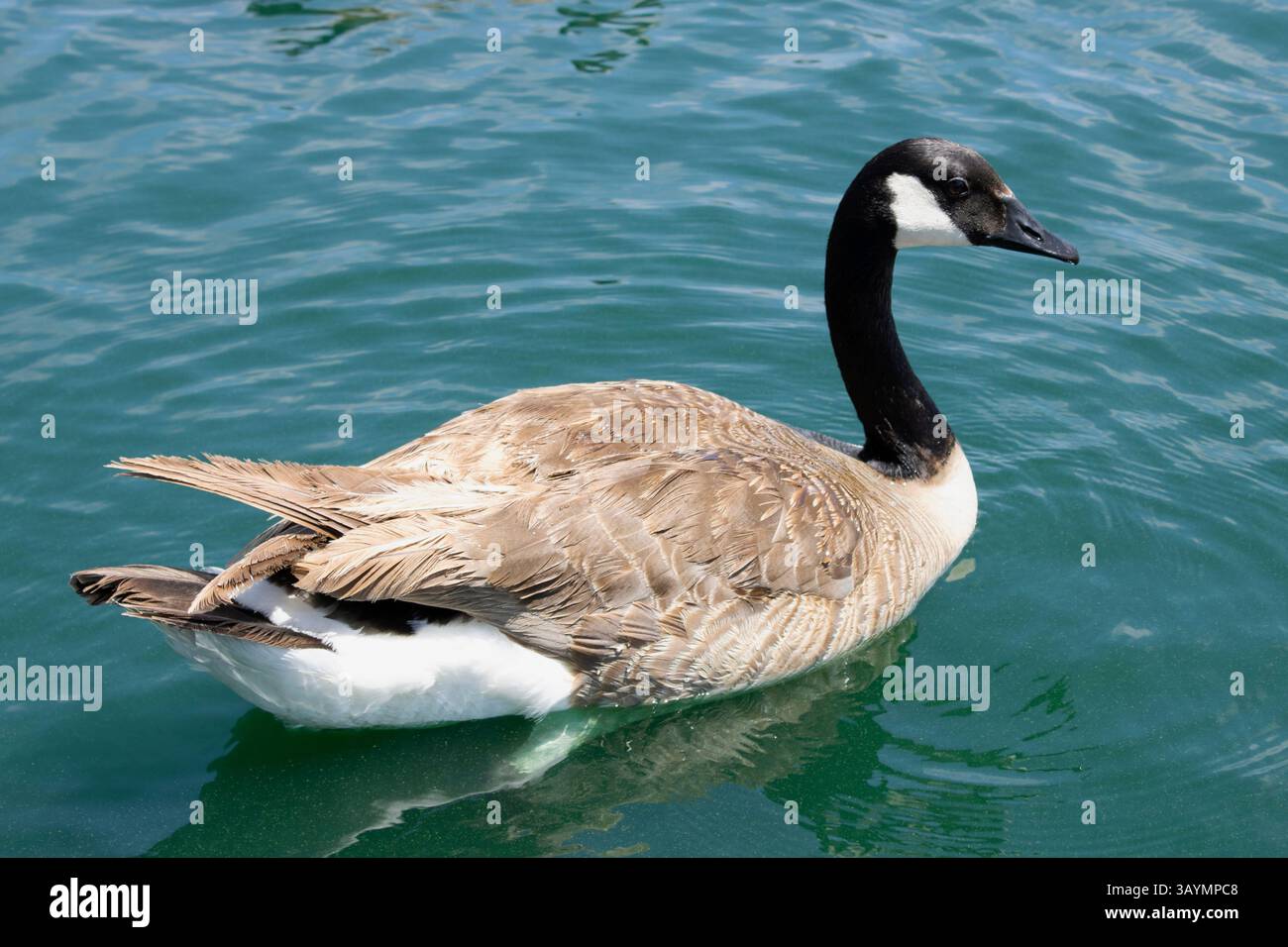 uccelli acquatici anatre e oche galleggiano sul lago Foto Stock