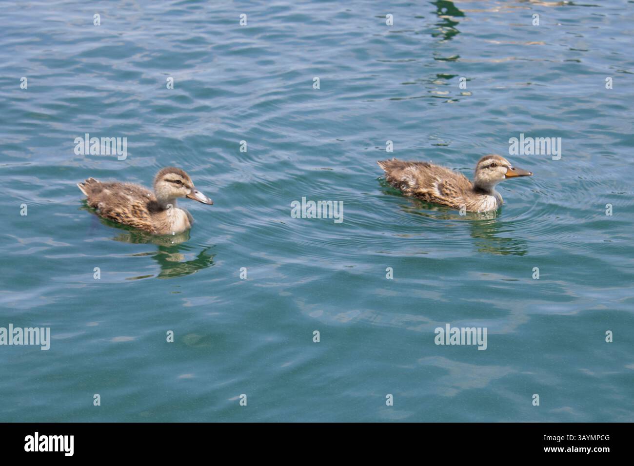 uccelli acquatici anatre e oche galleggiano sul lago Foto Stock