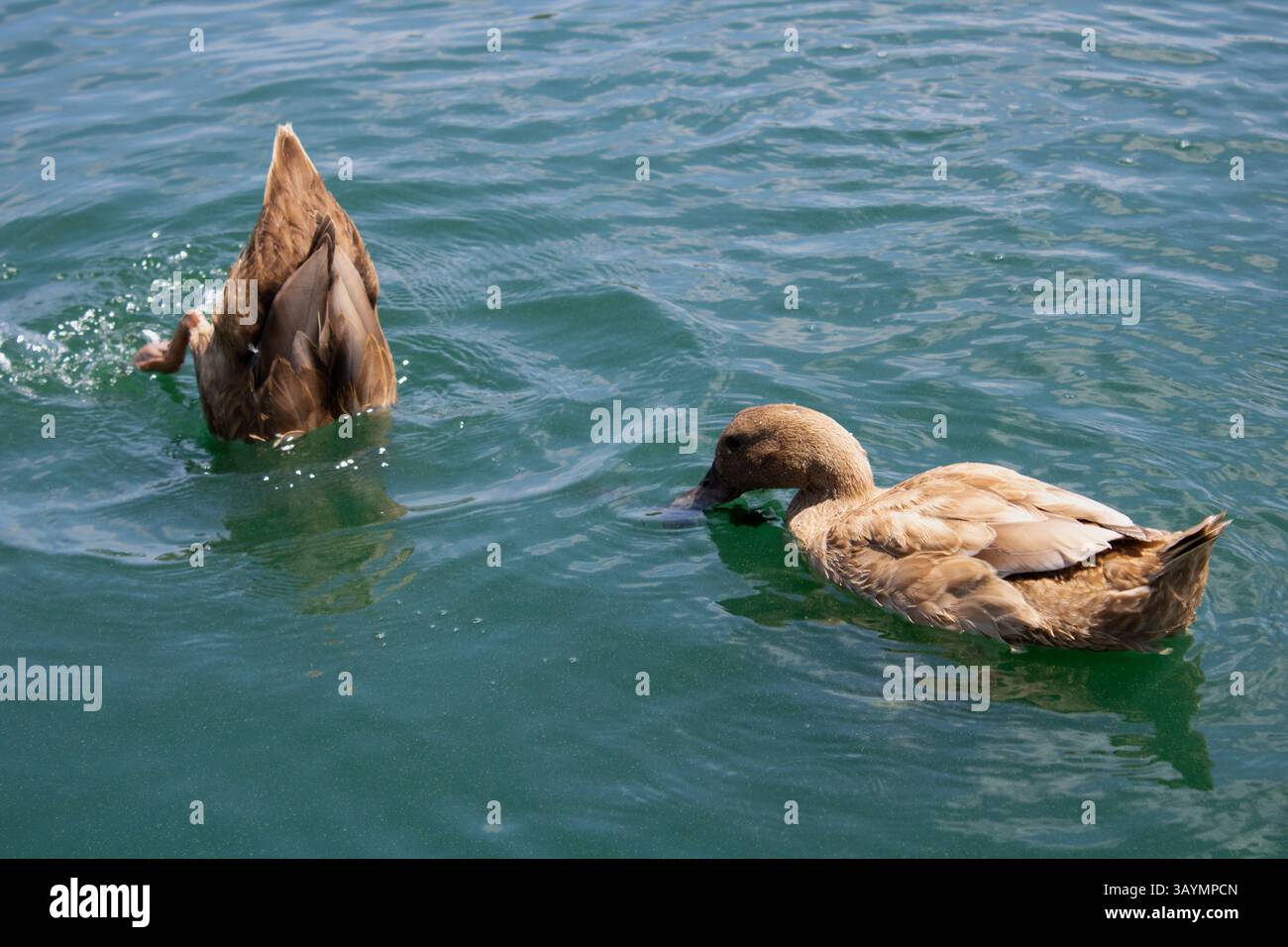 uccelli acquatici anatre e oche galleggiano sul lago Foto Stock