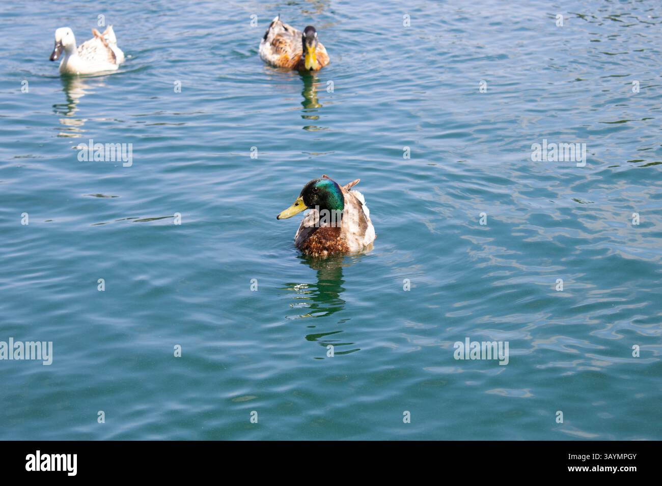 uccelli acquatici anatre e oche galleggiano sul lago Foto Stock