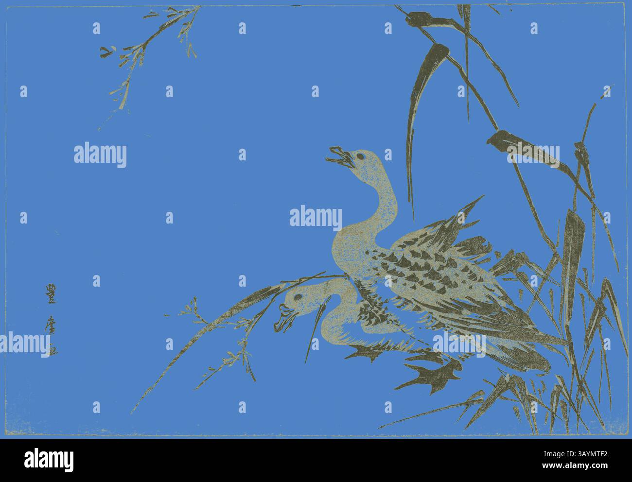 Due eleganti anatre sono raffigurate tra alte erbe, le cui caratteristiche sono delicatamente illustrate su un vivace sfondo blu, catturando un momento sereno nella natura. Oche e canne selvatiche, c. 1810, Utagawa Toyohiro, giapponese, 1773-1828, Giappone, xilografia, oban, 3/4 x 14 pollici Arte classica con un tocco moderno reinventata da Artotop Foto Stock