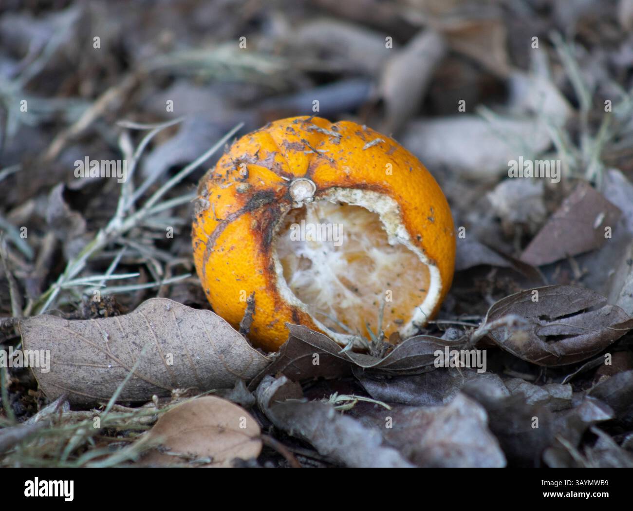 frutta d'arancia martellata con buccia intatta Foto Stock