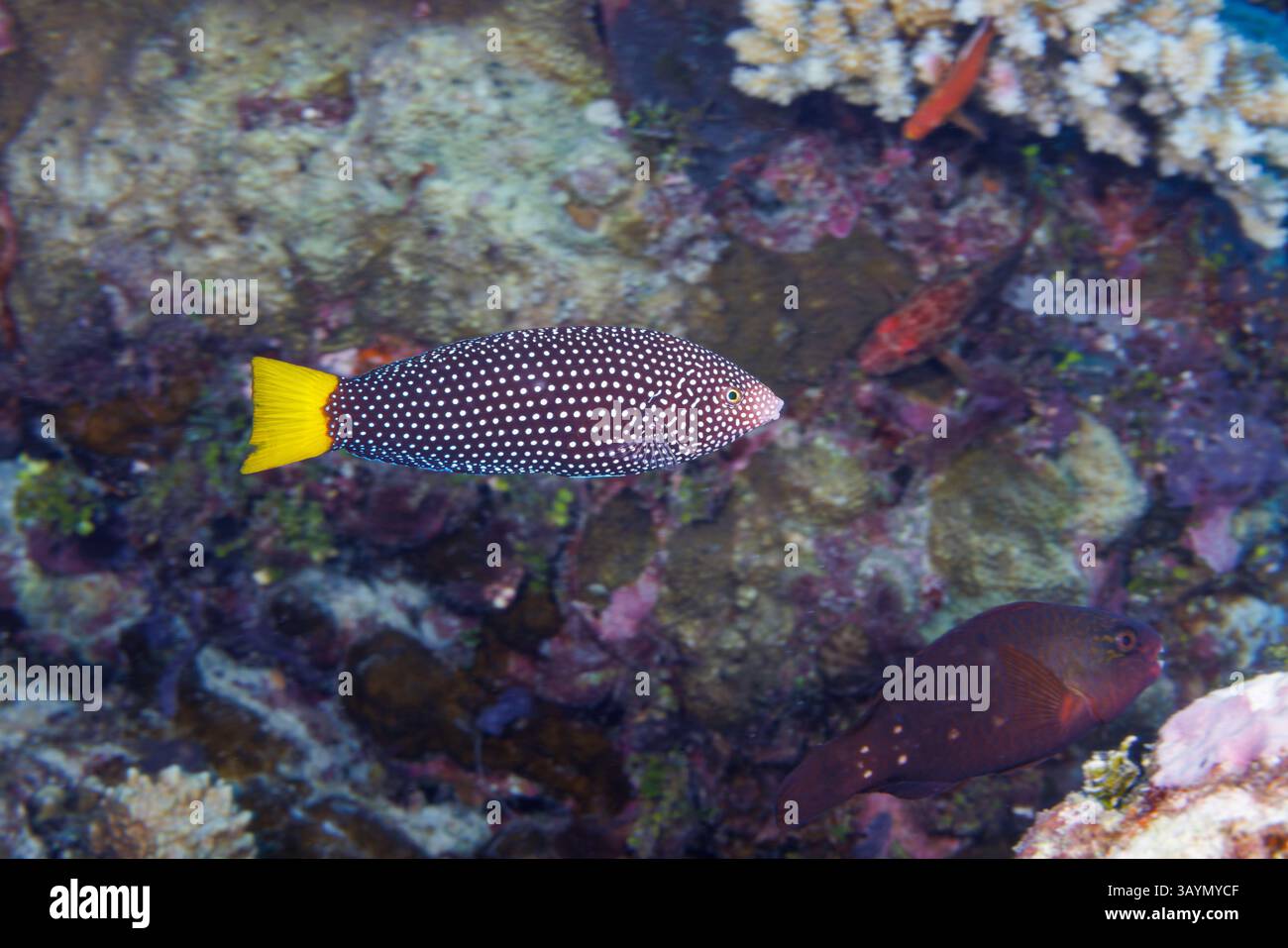 L'aspetto di questa collana giovanile, Anampses melanurus, cambierà con la maturazione, Yap, Micronesia. Foto Stock