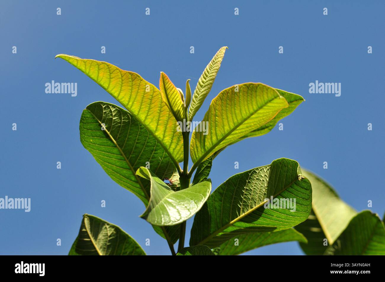 Primo piano di vivaci foglie di guava verde (Psidium guajava) illuminate dalla luce del sole con uno sfondo blu chiaro del cielo Foto Stock