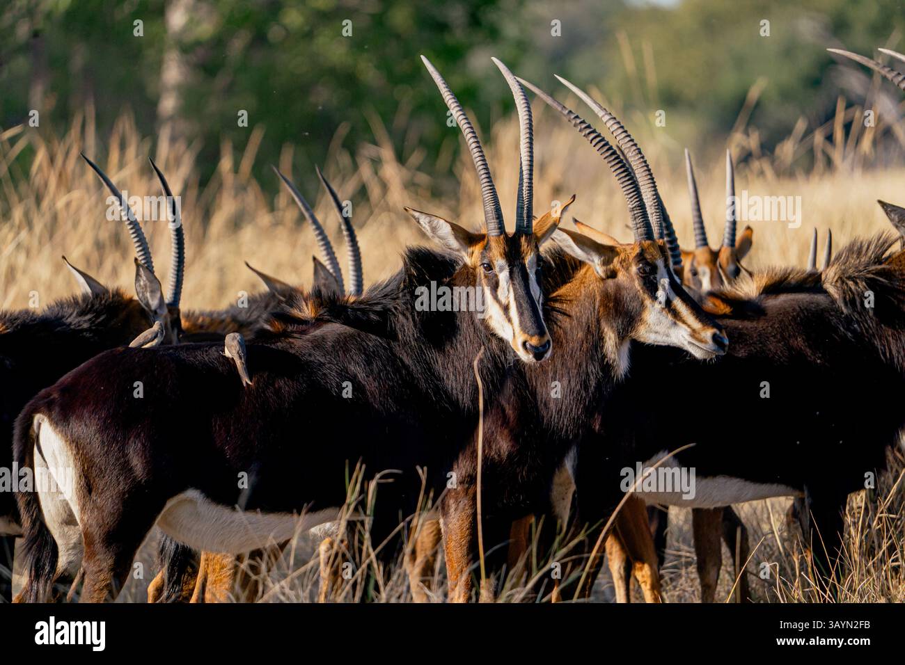 Sable antilope (Hippotragus niger) in Botswana, Africa Foto Stock