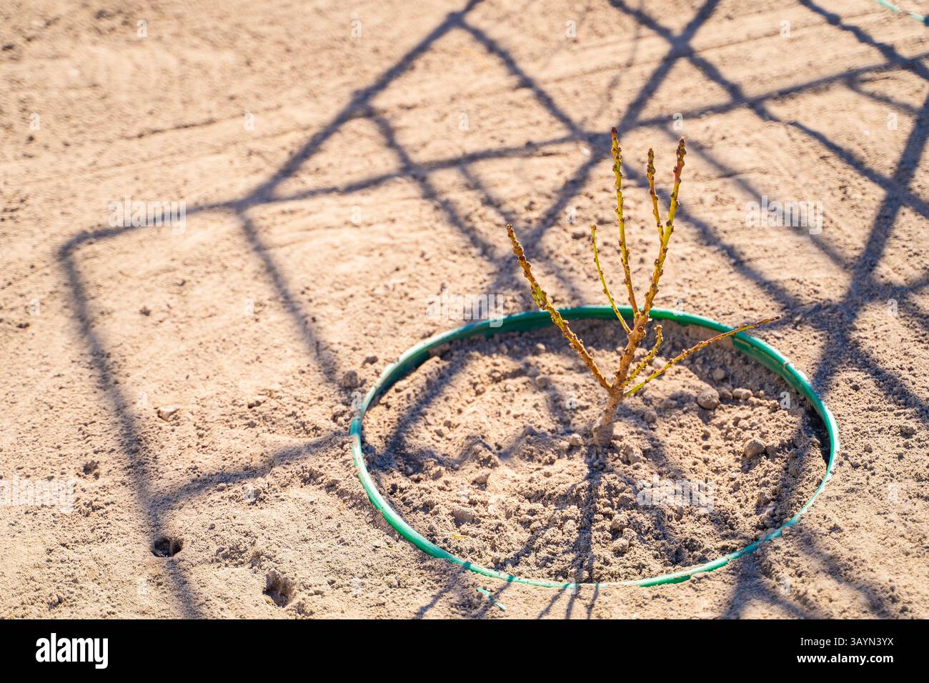Un giovane albero o un cespuglio appena piantato. Pianificazione del paesaggio e progettazione del giardino. Foto Stock