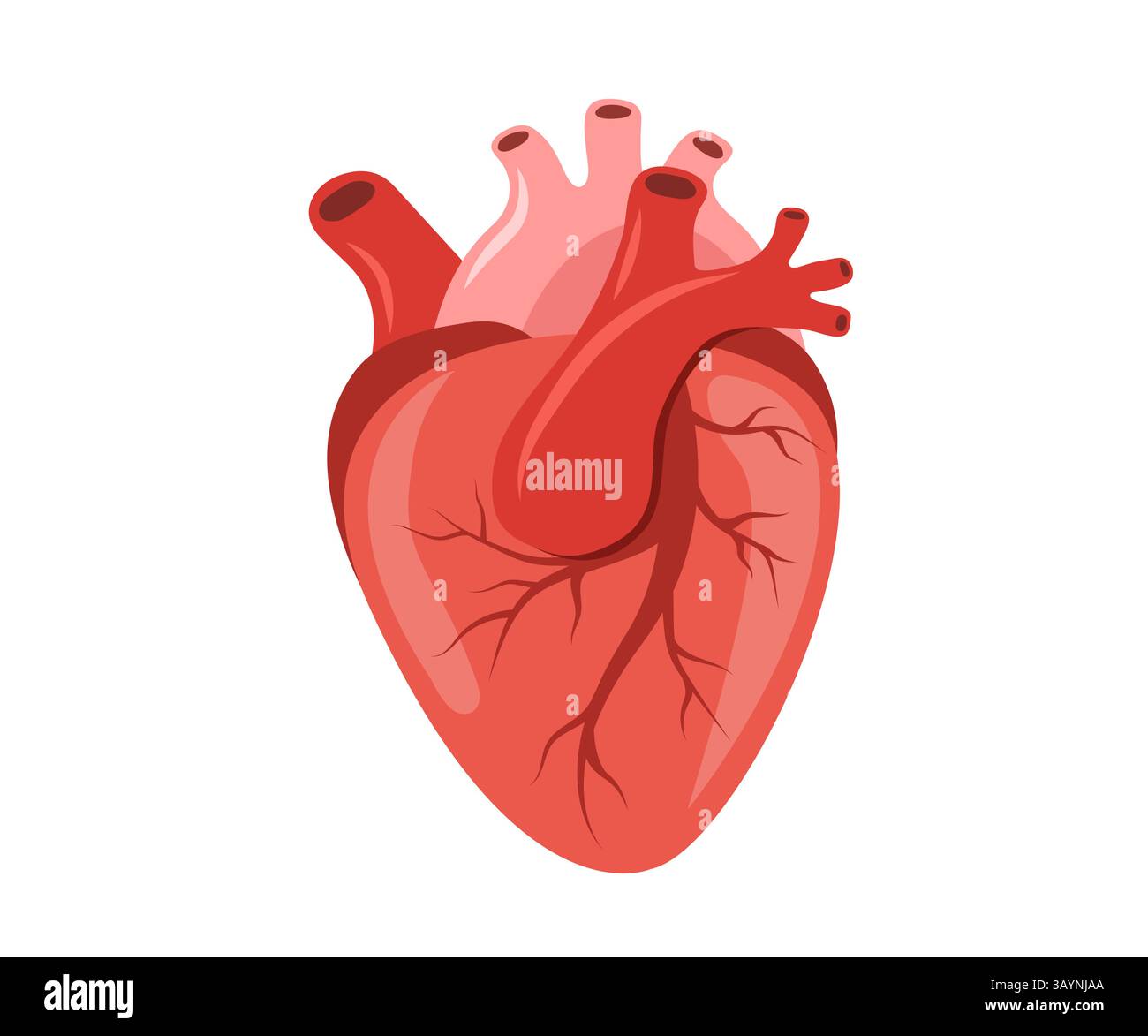 Icona del cuore umano. Organo interno. Concetto di cardiologia e anatomia. Illustrazione del vettore medico in stile cartoni animati piatto Illustrazione Vettoriale