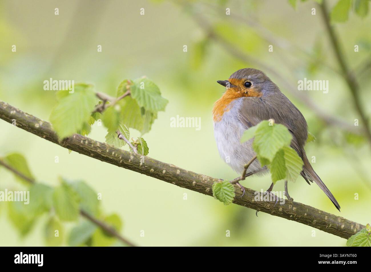 Robin (erithacus rubecula) su un ramo, circondato da delicate foglie primaverili, Assia, Germania, Europa Foto Stock