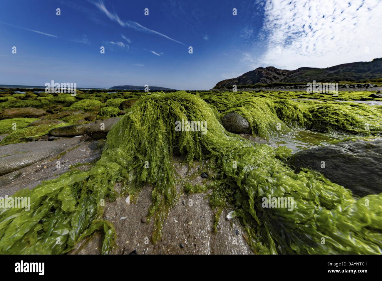 Rocce ricoperte di alghe e piante acquatiche sulla spiaggia ai margini del Parco Nazionale di Snowdonia, Penmaenmawr, Dwygyfylchi, Caernarfonshire, Conwy Foto Stock