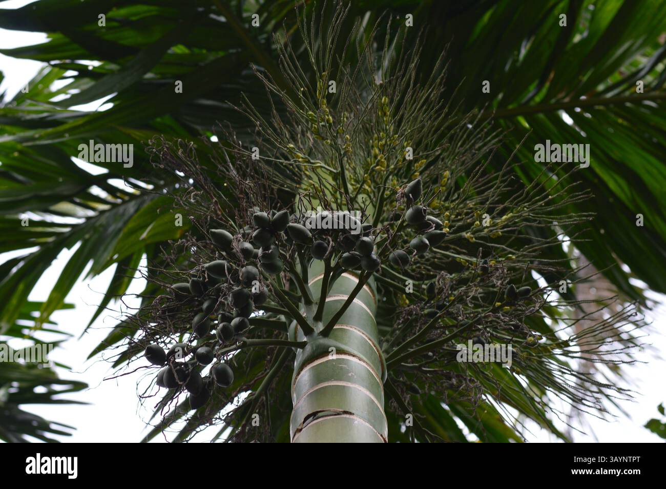 Vivace palma Areca con frutta e fiori, perfetta per annunci pubblicitari, marchio ecologico, viaggi tropicali, prodotti per il benessere, o immagini di marketing a tema naturale Foto Stock