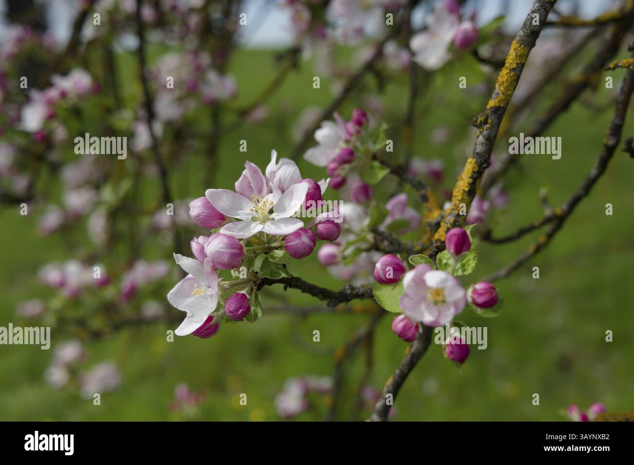 Fioritura di mele, frutteto, prato di frutteto, albero da frutto, frutteto, mela, aprile, primavera, parco naturale della foresta sveva-Franconica, Hohenlohe, Kocher Valle Foto Stock