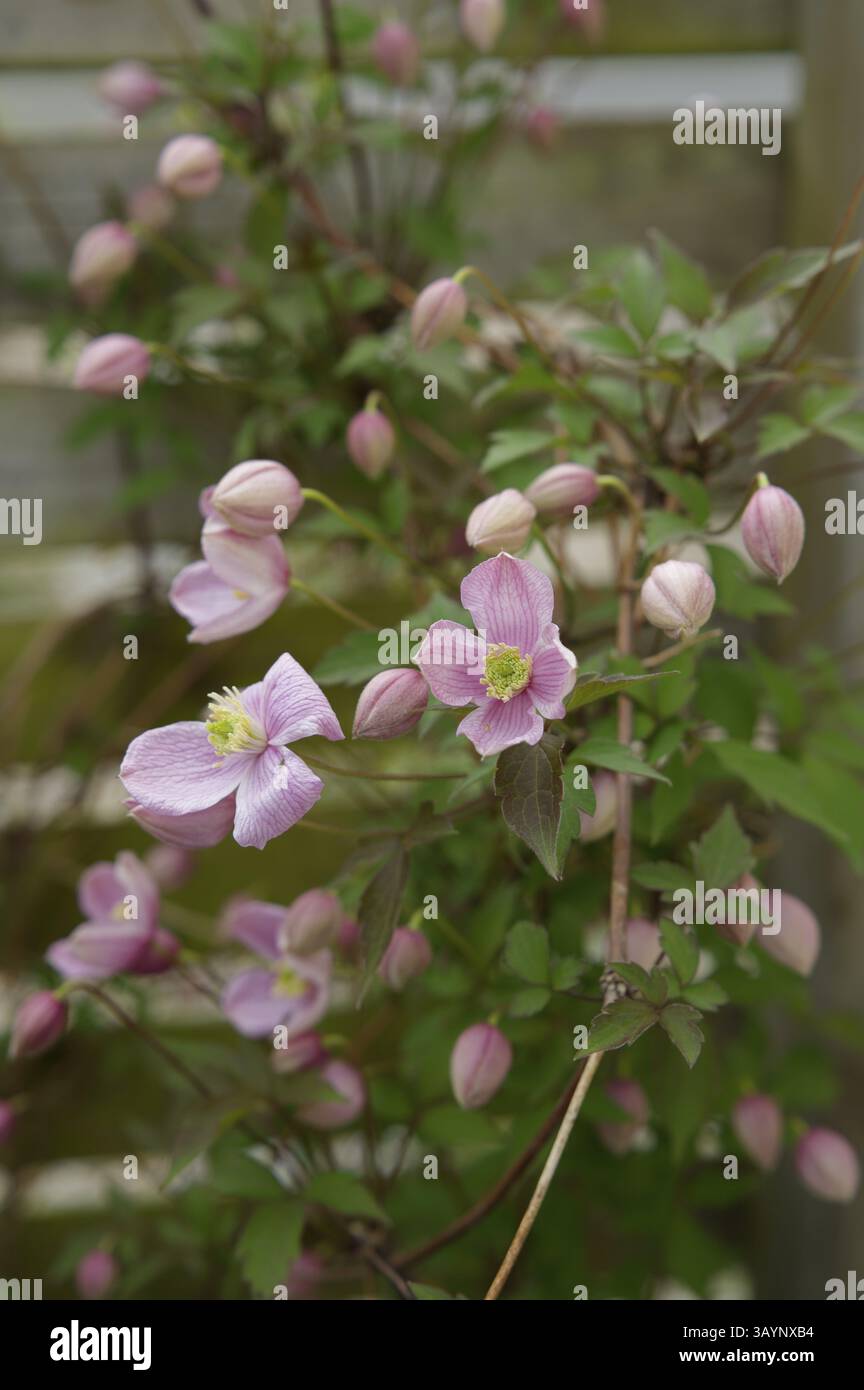 Clematis, recinzione di legno, recinzione di giardino, giardino, fiore, blossom, clematis, aprile, primavera, parco naturale della foresta sveva-Franconica, Hohenlohe, Kocher Foto Stock