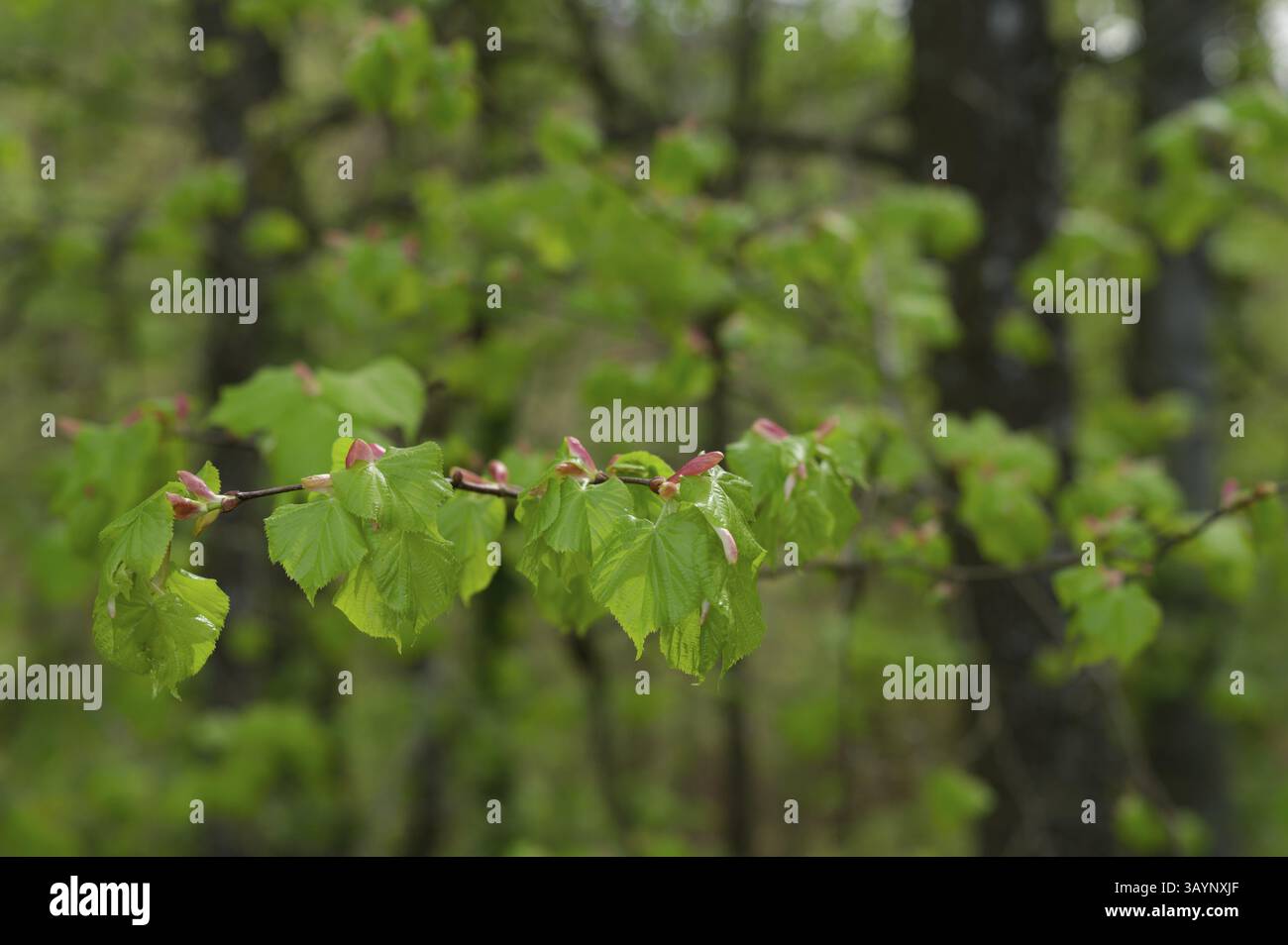 Leaf Development on the Linde (Tilia), clorofilla, fotosintesi, aprile, primavera, parco naturale Parco Foresta Sveva-Franconica, Hohenlohe, Kochertal, K. Foto Stock