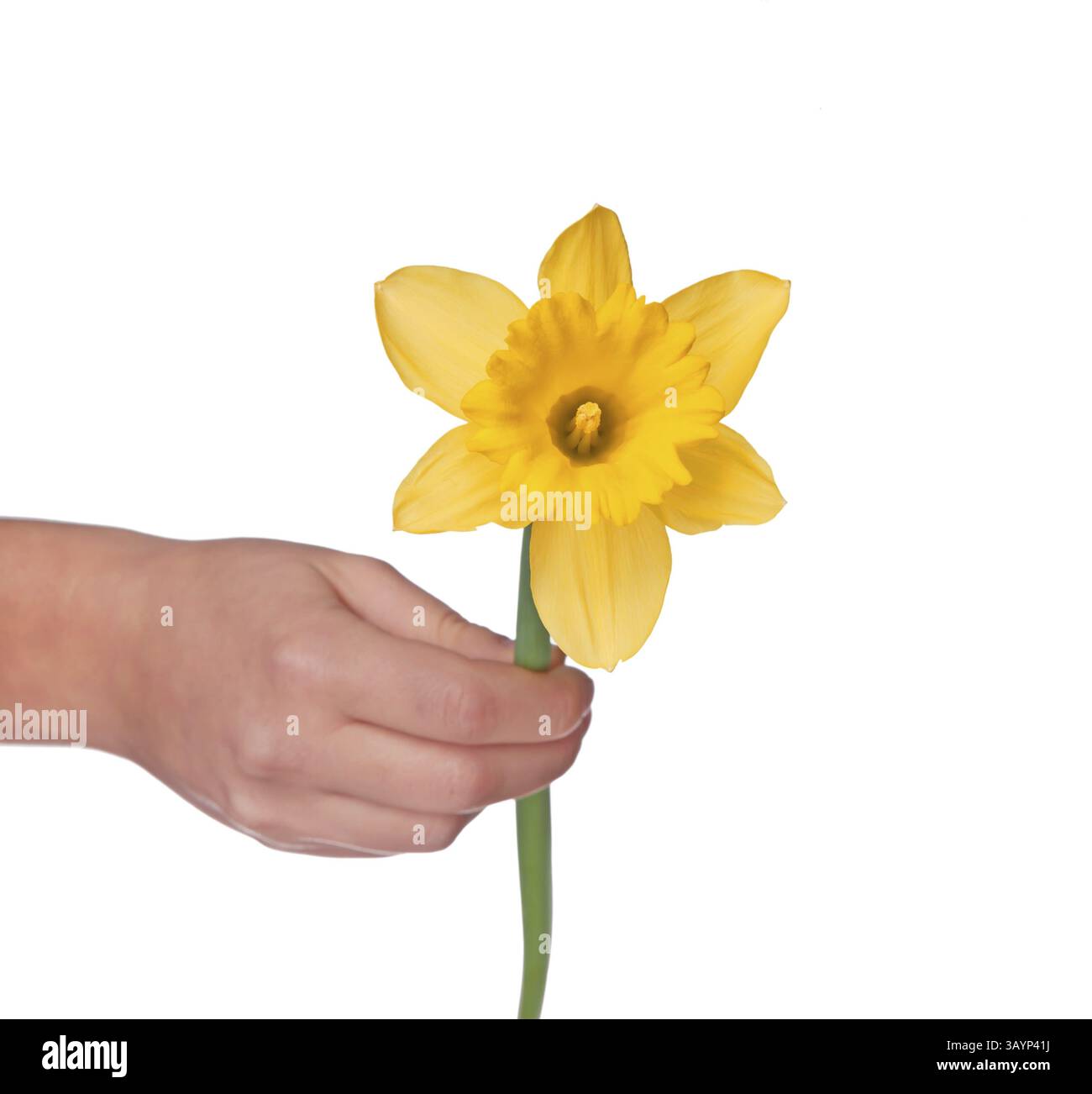 Mano femmina con giallo narciso isolati su sfondo bianco Foto Stock