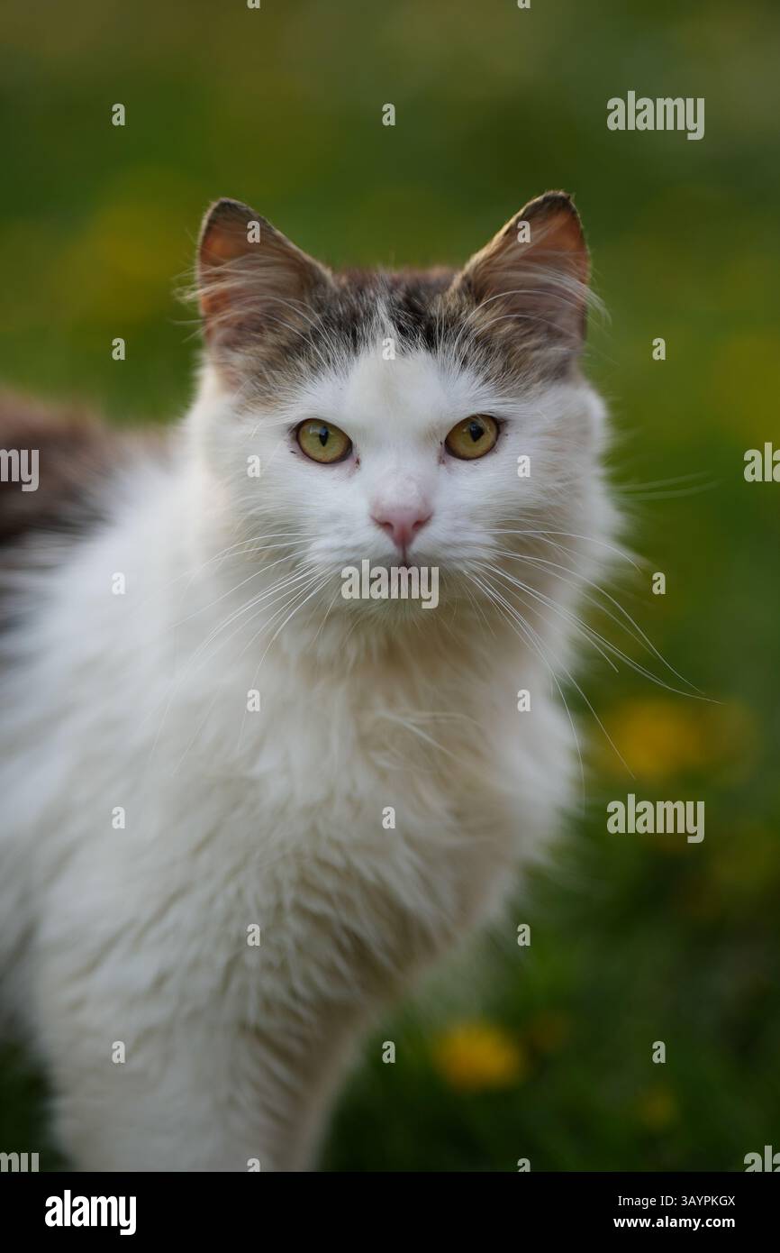 Si tratta di un ritratto verticale di un gatto soffice dai capelli lunghi con un viso e un petto bianchi e macchie di pelliccia marrone sulle orecchie e sul corpo. Il gatto è standi Foto Stock