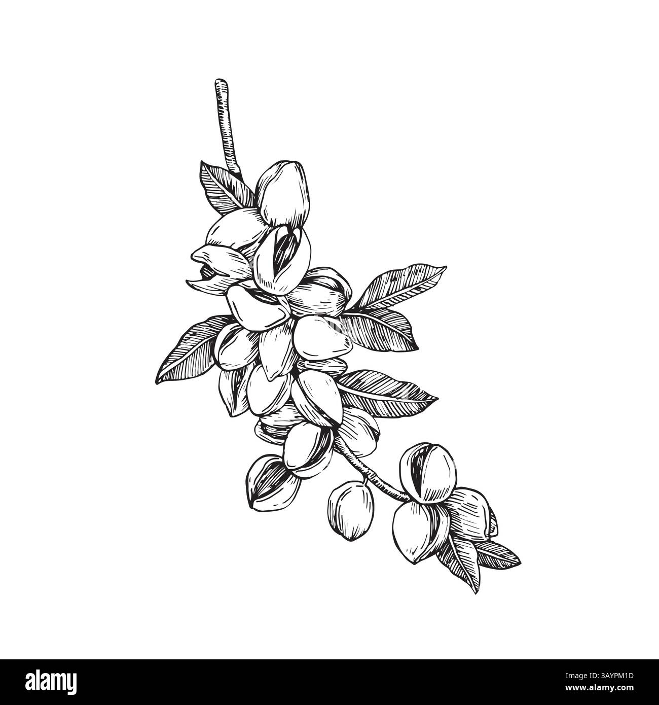 Rametto di pistacchio con noci e foglie. Illustrazione in bianco e nero vettoriale disegnata a mano con inchiostro. Illustrazione Vettoriale