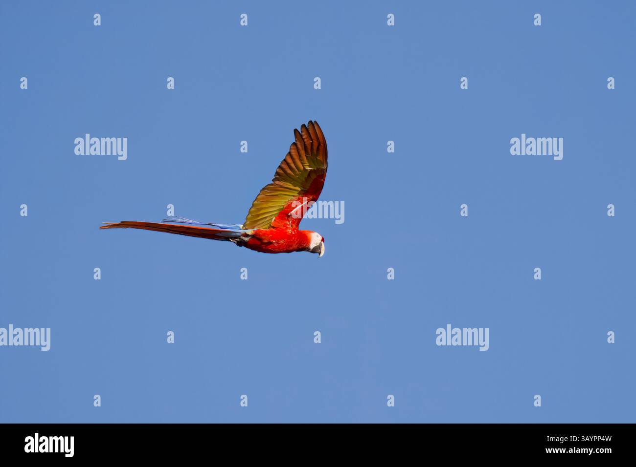 Scarlet Macaw in volo in Costa Rica Foto Stock