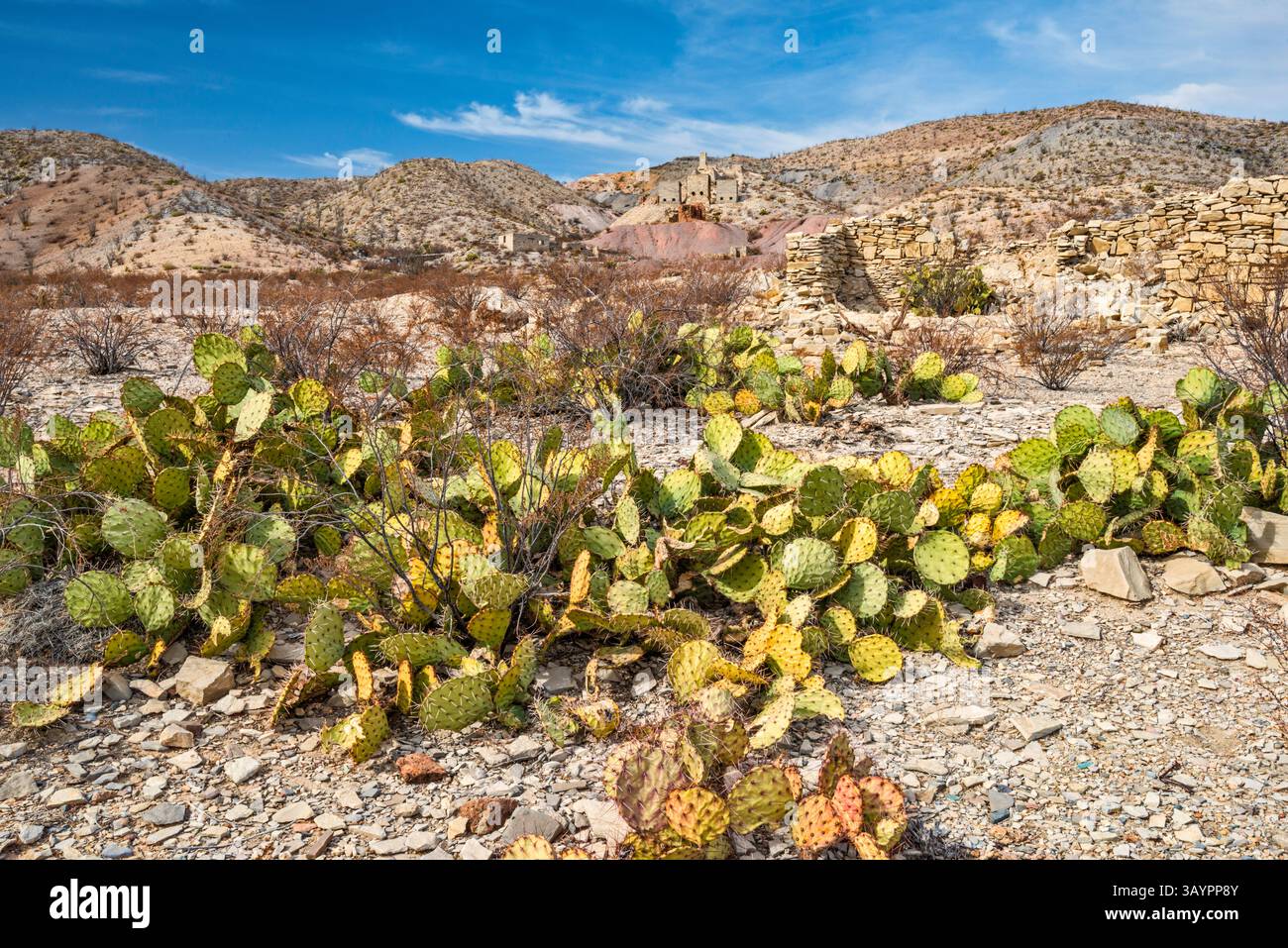 Cactus di fichi d'India vicino alle rovine della miniera di Mariscal, operativo 1900-1943, River Road, deserto del Chihuahuan, Big Bend Natl Park, Texas, Stati Uniti Foto Stock