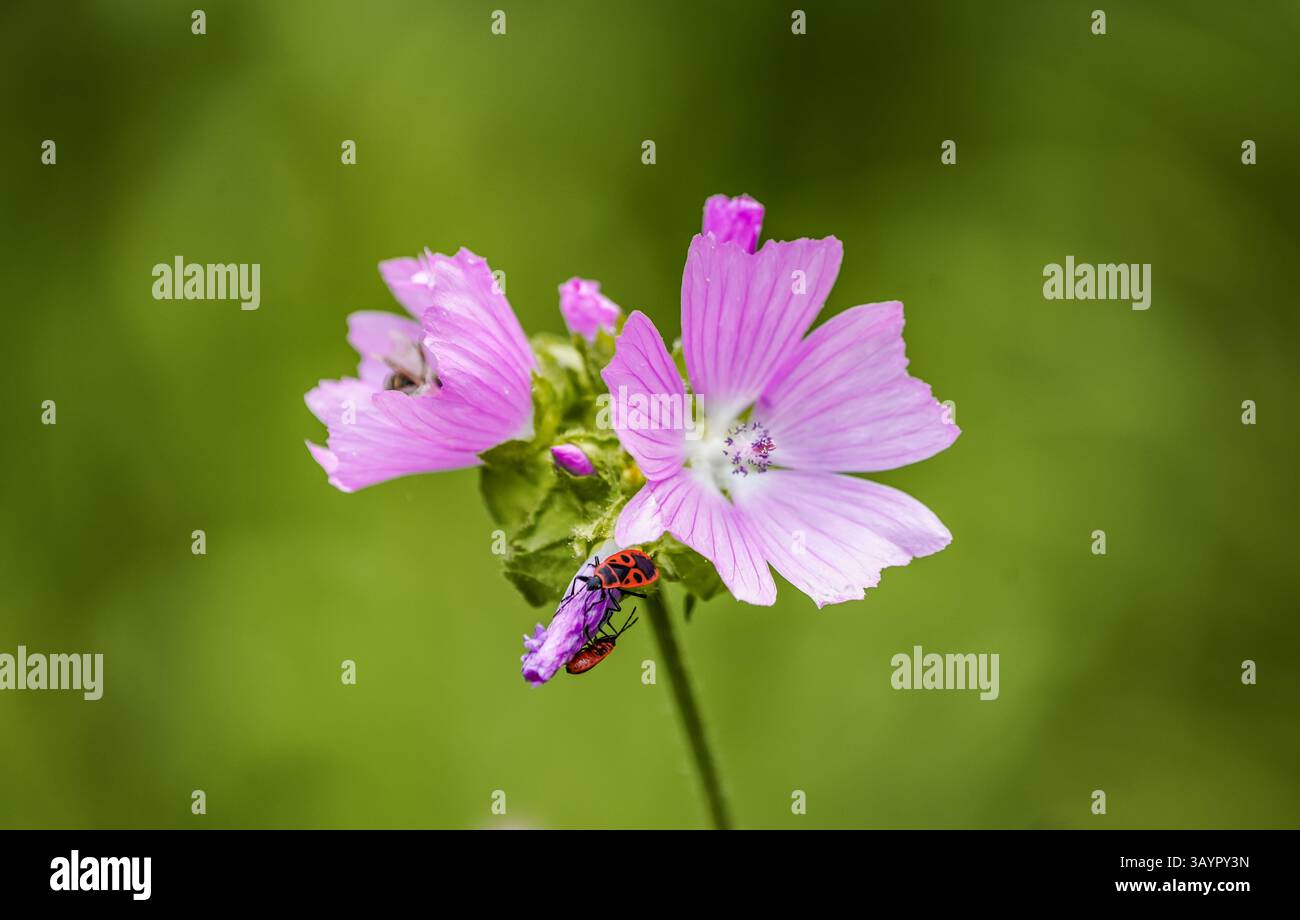 Lancia un insetto su un mallow. Primo piano di insetti su un fiore in natura. Insetto rosso nero. Foto Stock