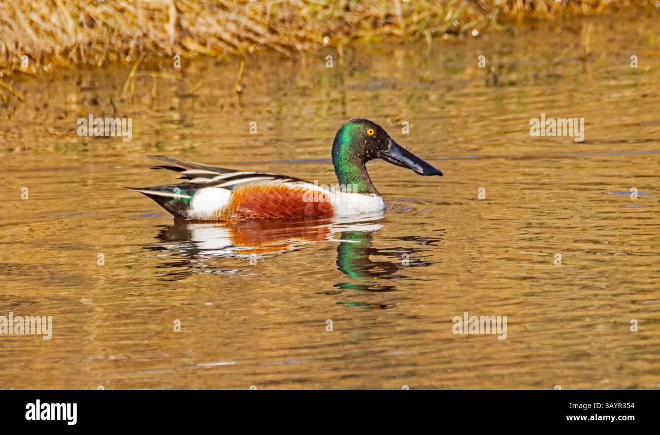Un bel Northern Shoveler maschio (Anas clypeata) galleggia sull'acqua nella Farmington Bay Waterfowl Management area, Farmington, Utah, USA. Foto Stock