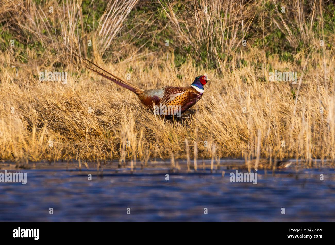 Un colorato fagiano dal collo ad anello (Phasianus colchicus) cammina lungo l'acqua a Farmington Bay WMA, Farmington, Davis County, Utah, USA Foto Stock