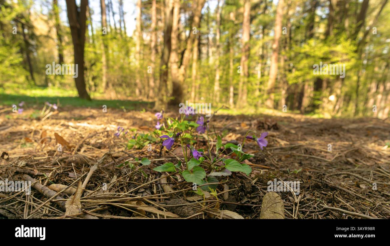 Un primo piano di un vibrante fiore di montagna viola che cresce in una pineta Foto Stock