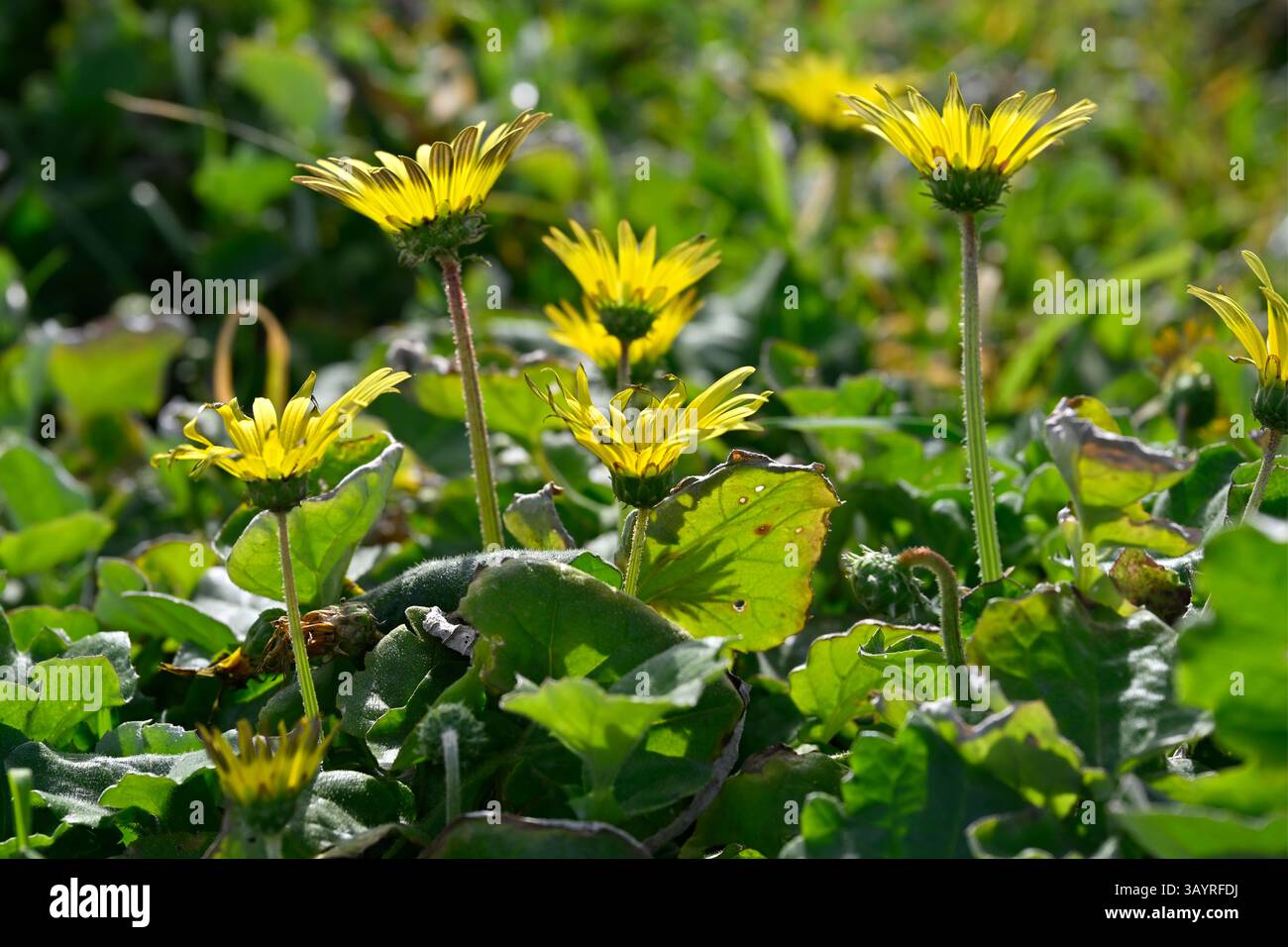 Fiori primaverili gialli di Arctotheca calendula / dente di leone del Capo / fiore del tesoro pianeggiante la Coruna, Spagna Regno Unito Foto Stock