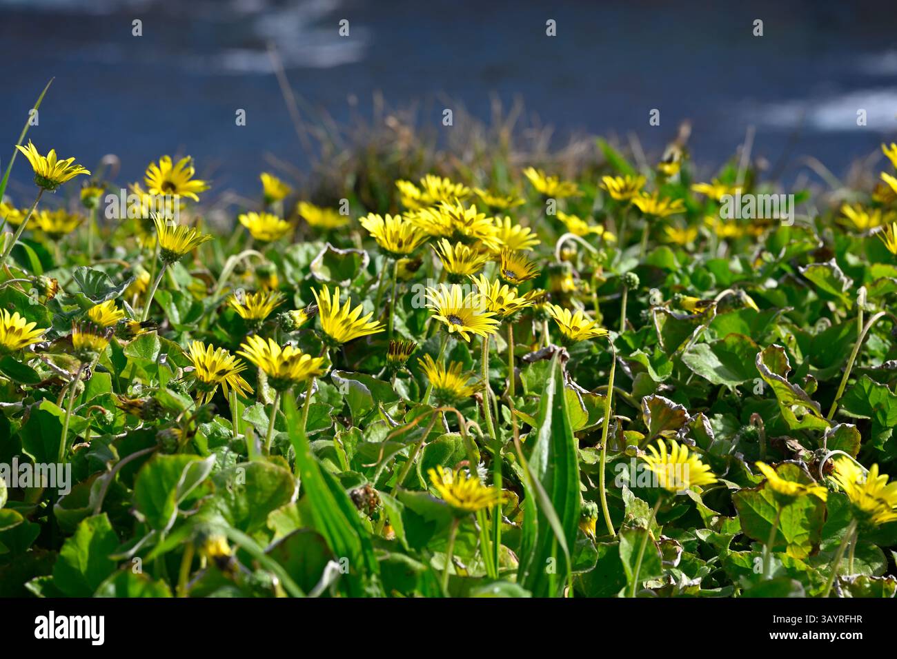 Fiori primaverili gialli di Arctotheca calendula / dente di leone del Capo / fiore del tesoro pianeggiante la Coruna, Spagna Regno Unito Foto Stock